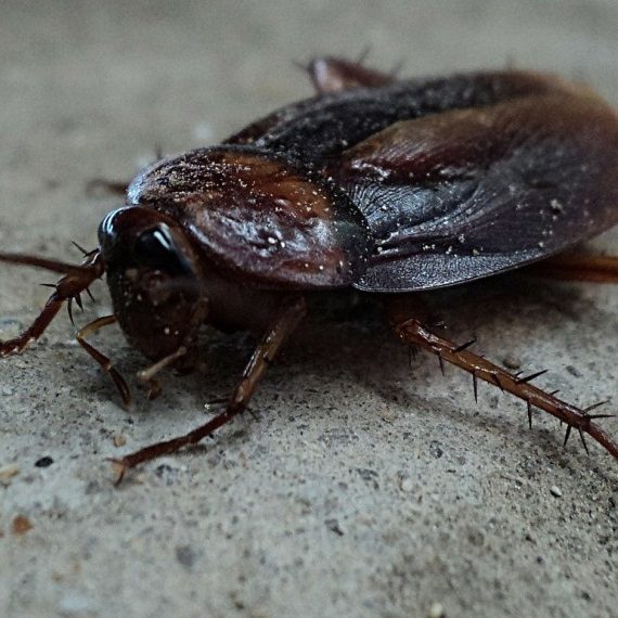Cockroaches, Pest Control in Staines-upon-Thames, Egham Hythe, TW18. Call Now! 020 8166 9746