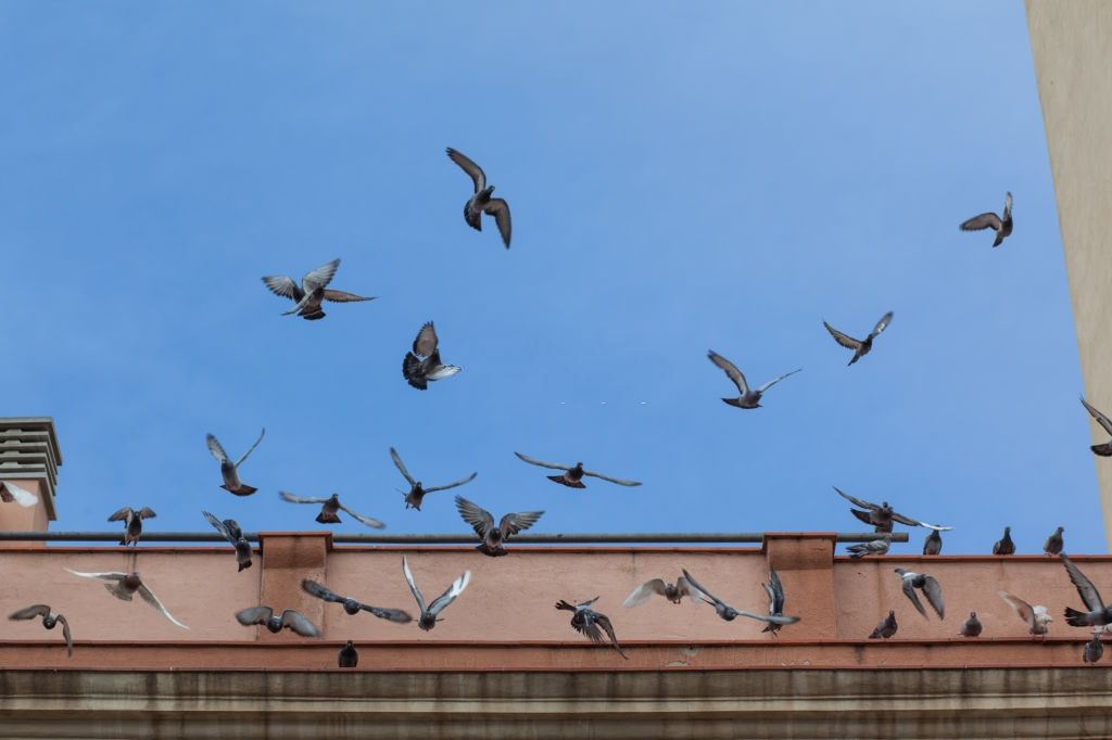 Pigeon Pest, Pest Control in Staines-upon-Thames, Egham Hythe, TW18. Call Now 020 8166 9746