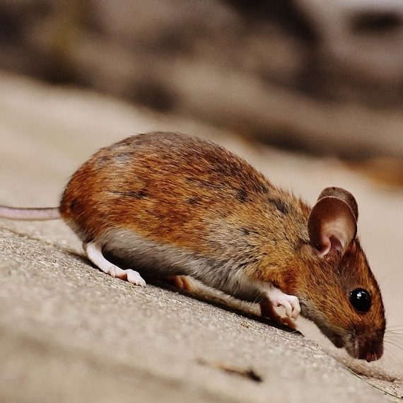 Mice, Pest Control in Staines-upon-Thames, Egham Hythe, TW18. Call Now! 020 8166 9746