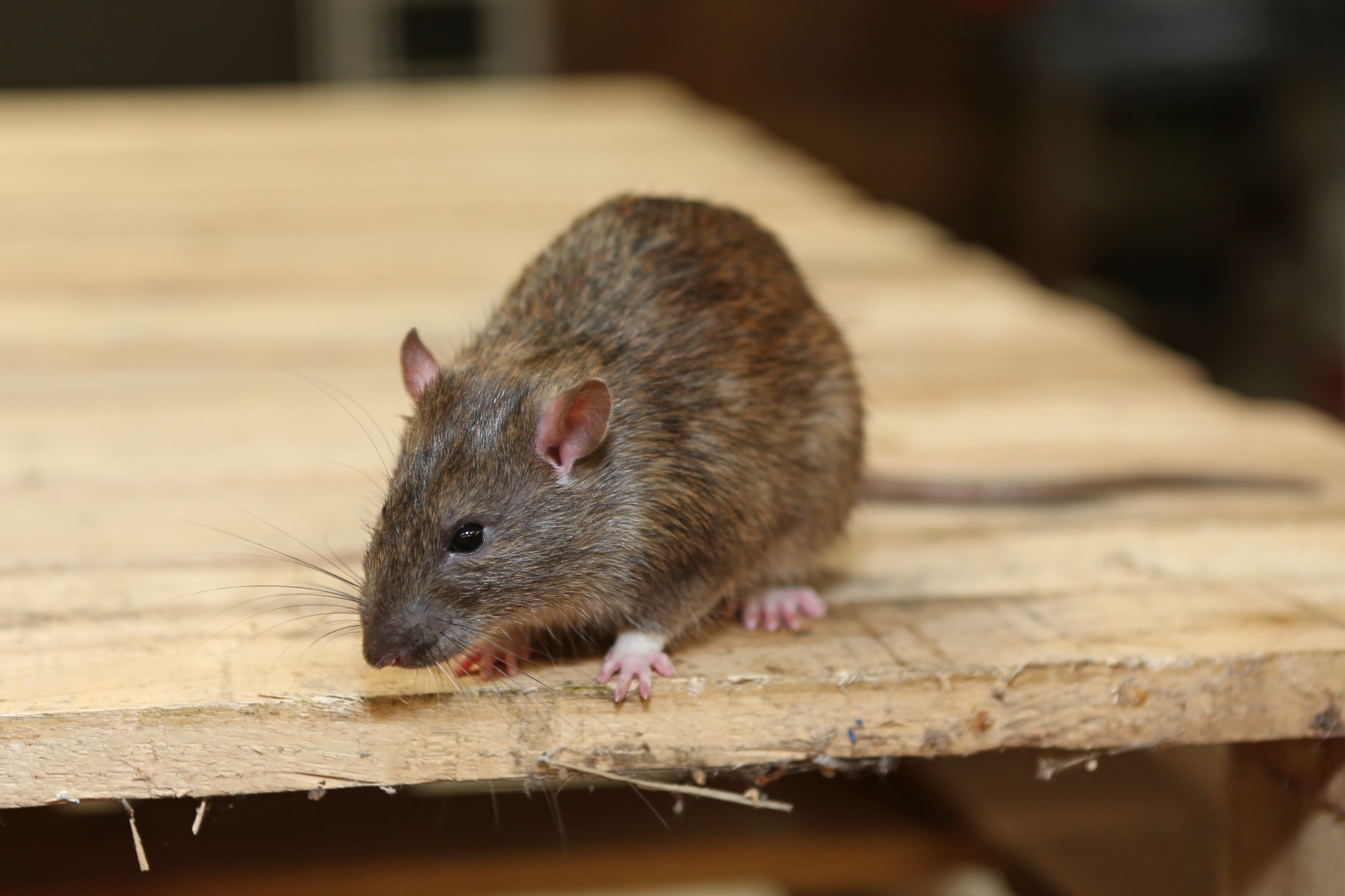Rat Infestation, Pest Control in Staines-upon-Thames, Egham Hythe, TW18. Call Now 020 8166 9746