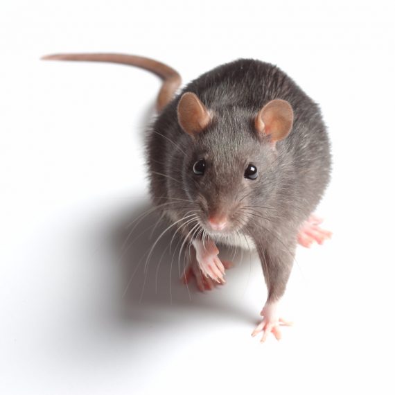 Rats, Pest Control in Staines-upon-Thames, Egham Hythe, TW18. Call Now! 020 8166 9746