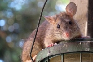 Rat Infestation, Pest Control in Staines-upon-Thames, Egham Hythe, TW18. Call Now 020 8166 9746