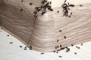 Ant Control, Pest Control in Staines-upon-Thames, Egham Hythe, TW18. Call Now 020 8166 9746