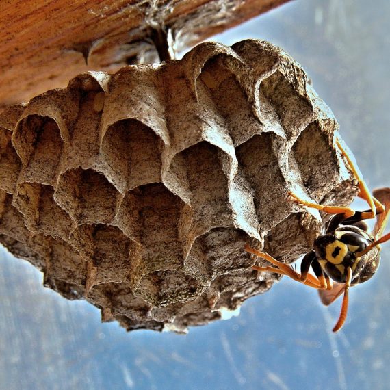 Wasps Nest, Pest Control in Staines-upon-Thames, Egham Hythe, TW18. Call Now! 020 8166 9746