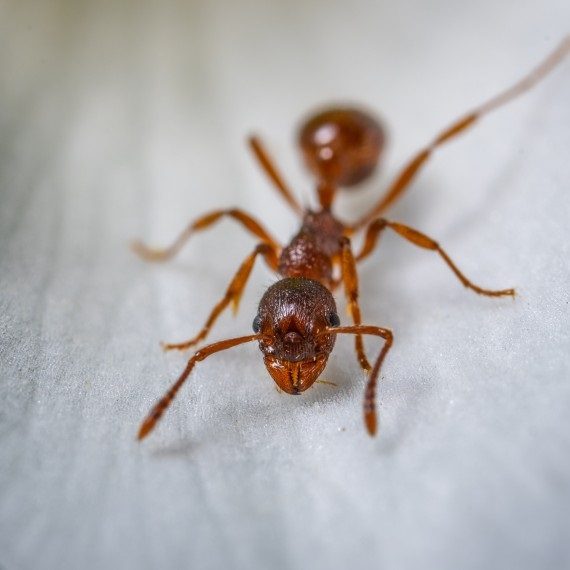 Field Ants, Pest Control in Staines-upon-Thames, Egham Hythe, TW18. Call Now! 020 8166 9746