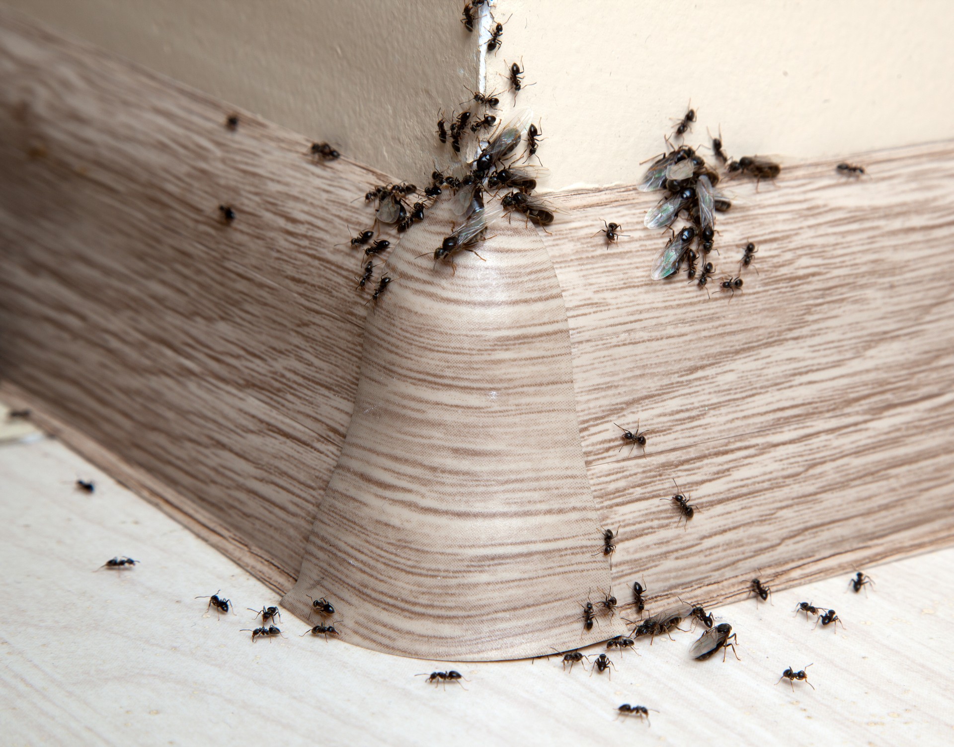 Ant Infestation, Pest Control in Staines-upon-Thames, Egham Hythe, TW18. Call Now 020 8166 9746