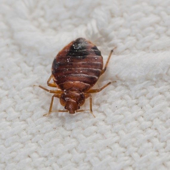 Bed Bugs, Pest Control in Staines-upon-Thames, Egham Hythe, TW18. Call Now! 020 8166 9746