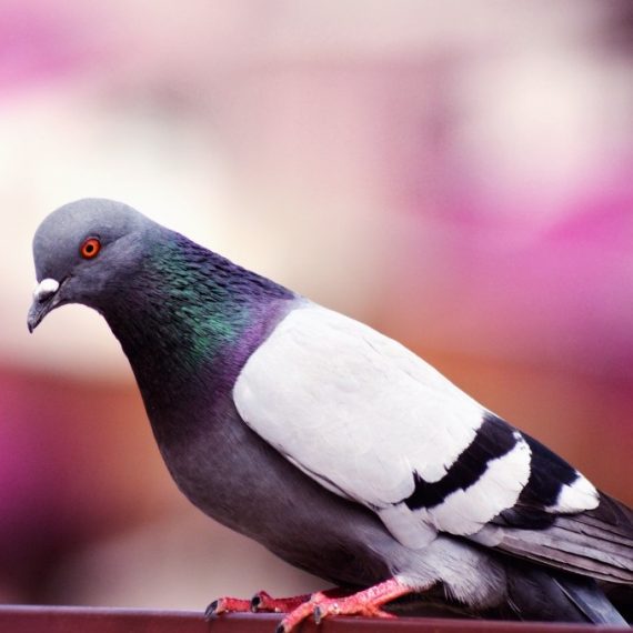 Birds, Pest Control in Staines-upon-Thames, Egham Hythe, TW18. Call Now! 020 8166 9746