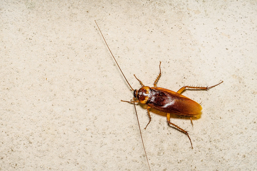 Cockroach Control, Pest Control in Staines-upon-Thames, Egham Hythe, TW18. Call Now 020 8166 9746