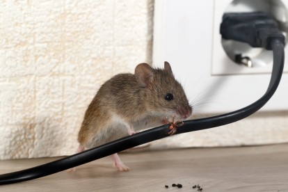 Pest Control in Staines-upon-Thames, Egham Hythe, TW18. Call Now! 020 8166 9746