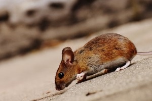 Mouse extermination, Pest Control in Staines-upon-Thames, Egham Hythe, TW18. Call Now 020 8166 9746