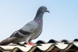 Pigeon Pest, Pest Control in Staines-upon-Thames, Egham Hythe, TW18. Call Now 020 8166 9746
