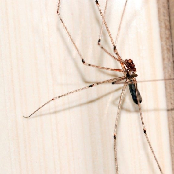 Spiders, Pest Control in Staines-upon-Thames, Egham Hythe, TW18. Call Now! 020 8166 9746